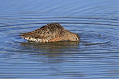 Long-billed Dowitcher